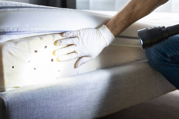 Best Residential Pest Control  in Lexington, NE