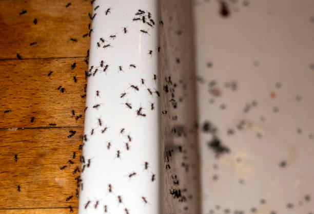 Best Affordable Pest Control Services  in Lexington, NE